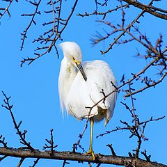 фото "Great Egret"