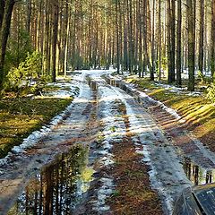 фото "Весной через лес"