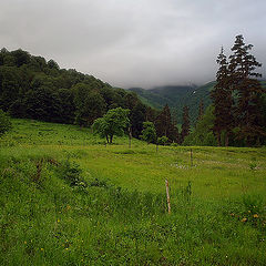 photo "Rain in Bakuriani"