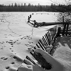 фото "Из жизни заборов..."