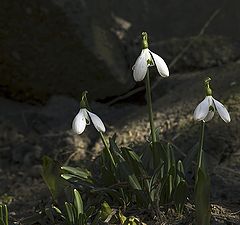 фото "Лесные сторожа"