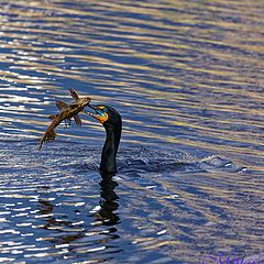 фото "Catch of the day"