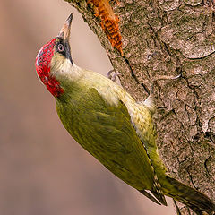 фото "Green woodpecker"