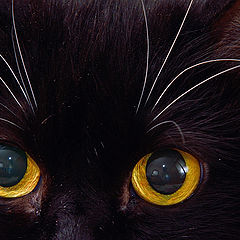 фото "Желтые глаза"