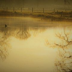 photo "***"