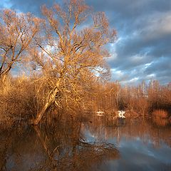 фото "Рыжая весна"