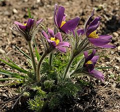 фото "Сон-Трава, Прострел Раскрытый, Pulsatilla Patens"