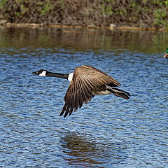 photo "Canadian geese"