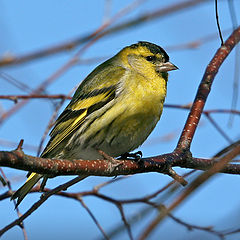 photo "Carduelis spinus"