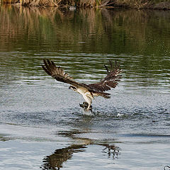 photo "Osprey"