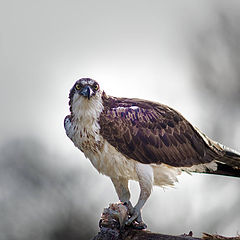 photo "Osprey"