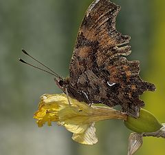 фото "Углокрыльница c-белое (лат. Polygonia c-album)"