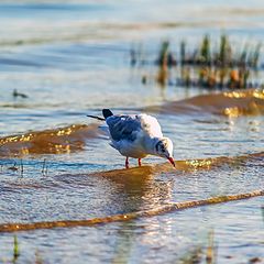 фото "Донская водичка ."