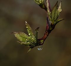 фото "Весеннее"