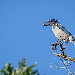 photo "Синяя Сойка (Blue Jay)"