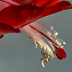 фото "Cactus flower"