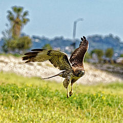photo "Red tailed hawk"
