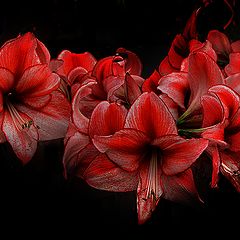 photo "Amaryllis"