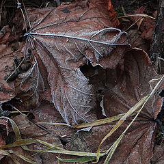 photo "***"