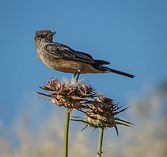 photo "Грустная птичка невеличка."