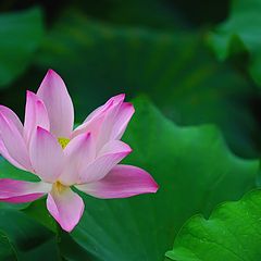 photo "lotus"