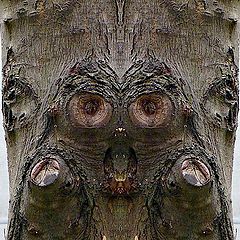 фото "der spion"