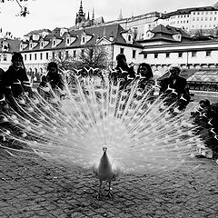 фото "Белый павлин"