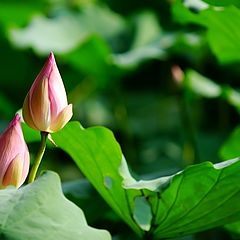 фото "lotus"