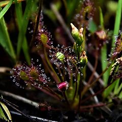 photo "Drosera intermedia"