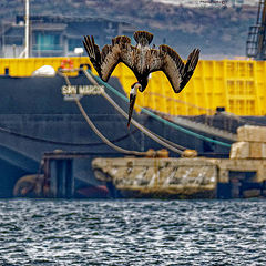 photo "Brown pelican diving for fish"