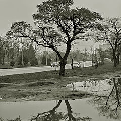 фото "..почти бонсай.."