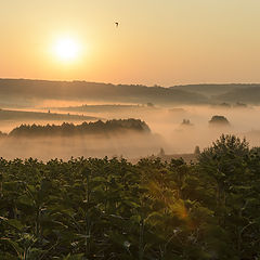 фото "Первая ласточка."