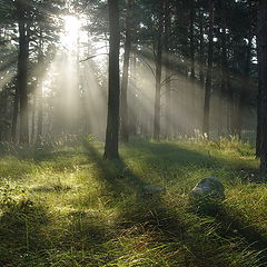фото "Утро в лесу"