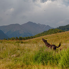 фото "Приволье"