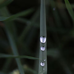 photo "tears of rain"