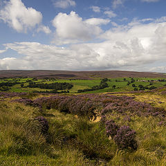 фото "Yorkshire Moors..."