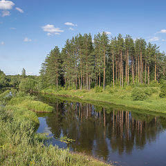 фото "Сосновый бор у реки"