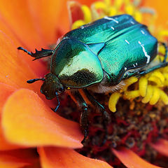 фото "Бронзовка обыкновенная (лат. Cetonia aurata)"