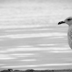 фото "seagull"