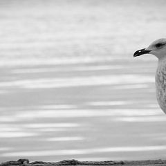 photo "seagull"