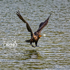 фото "Double-crested cormorant"