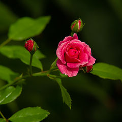 фото "Роза на заборе."