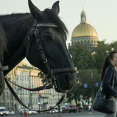 photo "В упряжке."