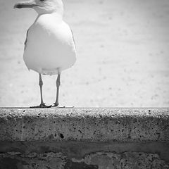 фото "seagull"