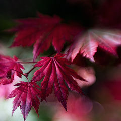 фото "Acer pseudosieboldianum"