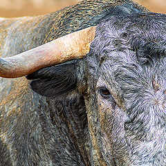 photo "Spanish fighting bull"