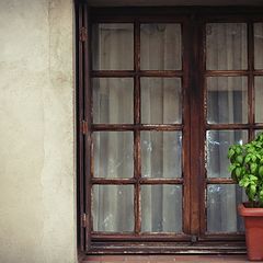 фото "the window"