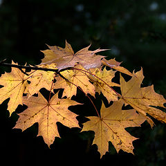 фото "Осенний этюд"