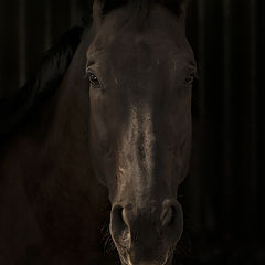 фото "Портрет лошади"