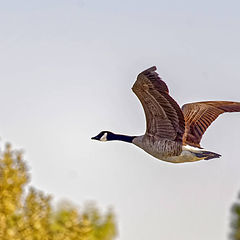 photo "Canadian Geese"